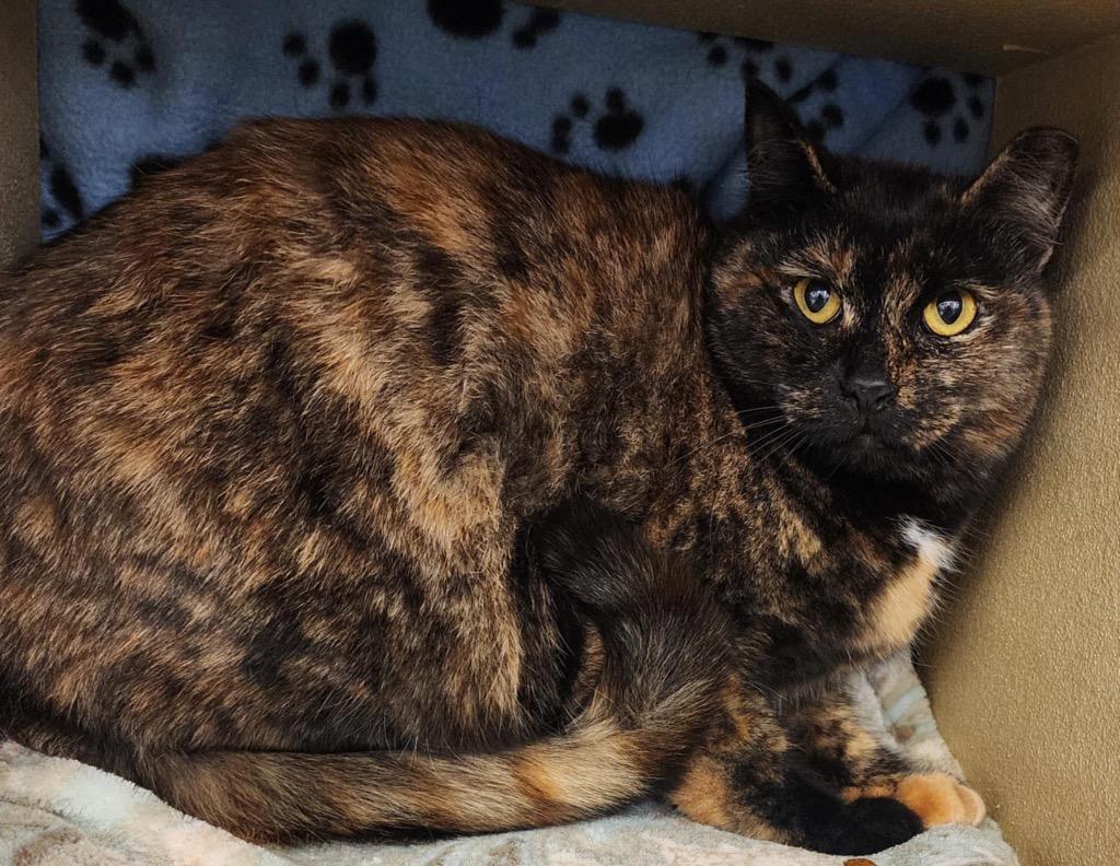 Tortellini, Adoptable, Adult Female Domestic Short Hair.