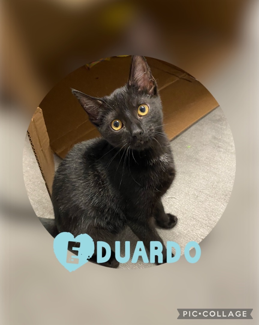 Eduardo , a Adopted Domestic Short Hair in Pomona, NY image 1/4
