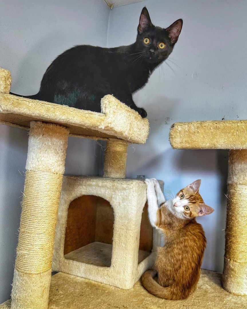 Eduardo , a Adopted Domestic Short Hair in Pomona, NY image 2/4