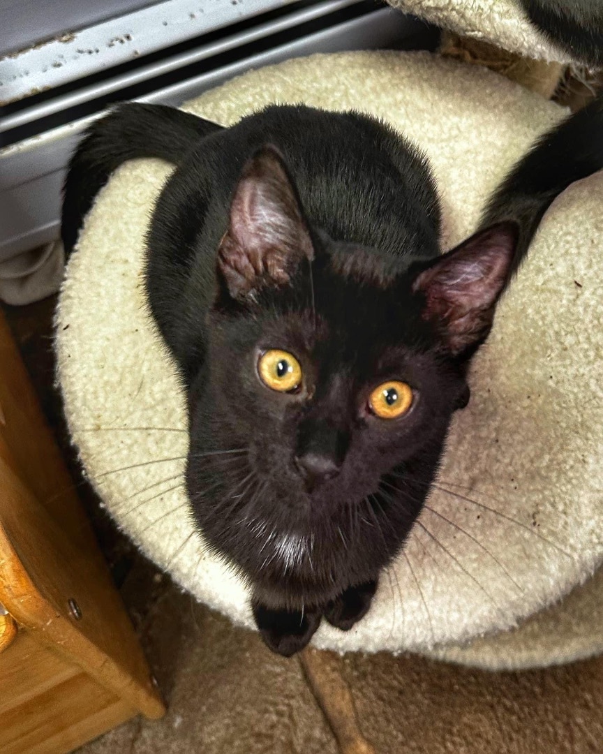 Eduardo , a Adopted Domestic Short Hair in Pomona, NY image 3/4