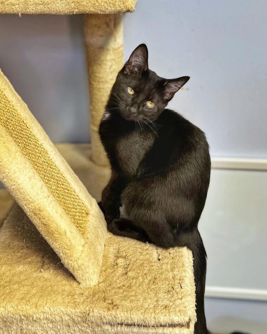 Eduardo , a Adopted Domestic Short Hair in Pomona, NY image 4/4