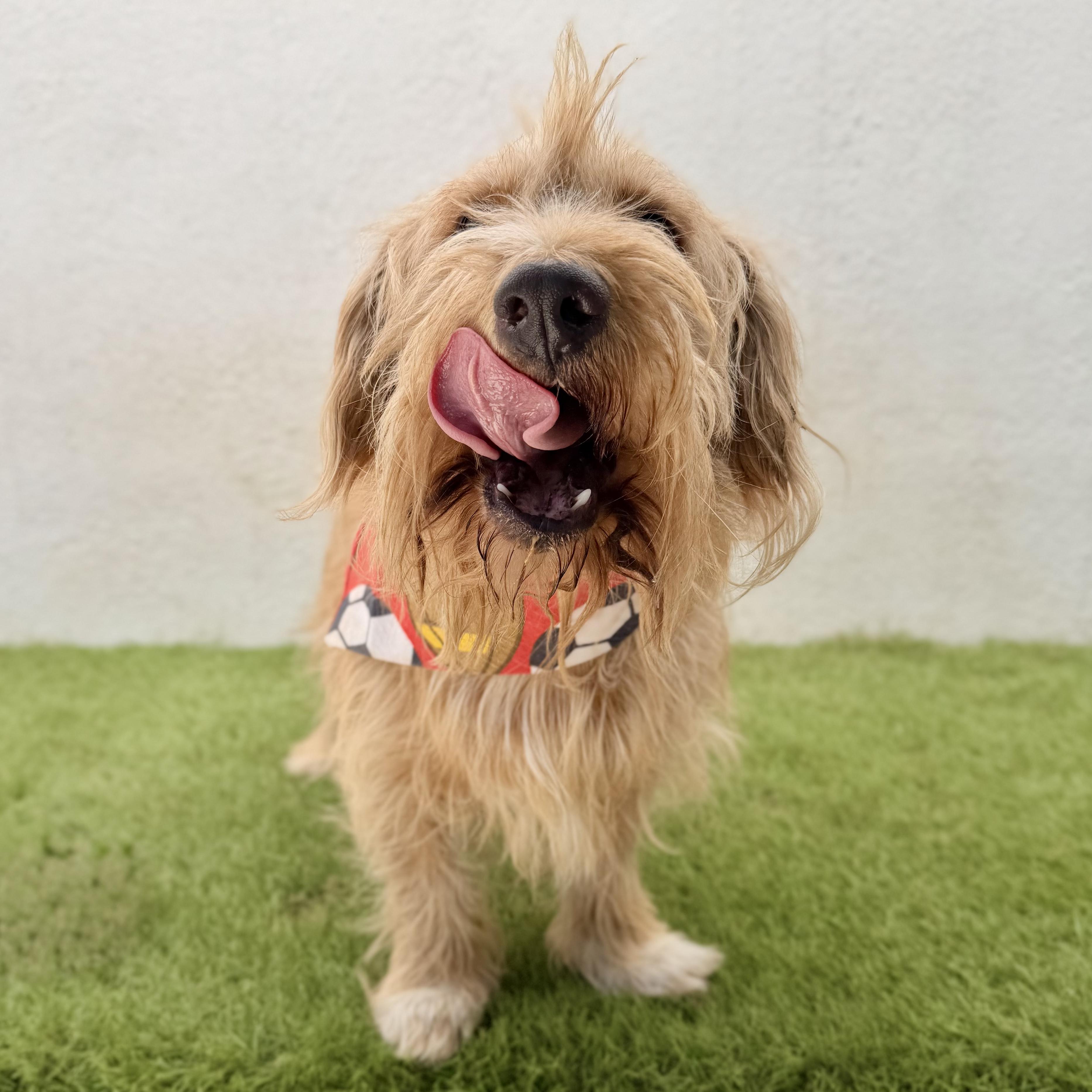 Enlarge BUBBAS, an adoption pending mixed breed in La Jolla, CA image 3/6