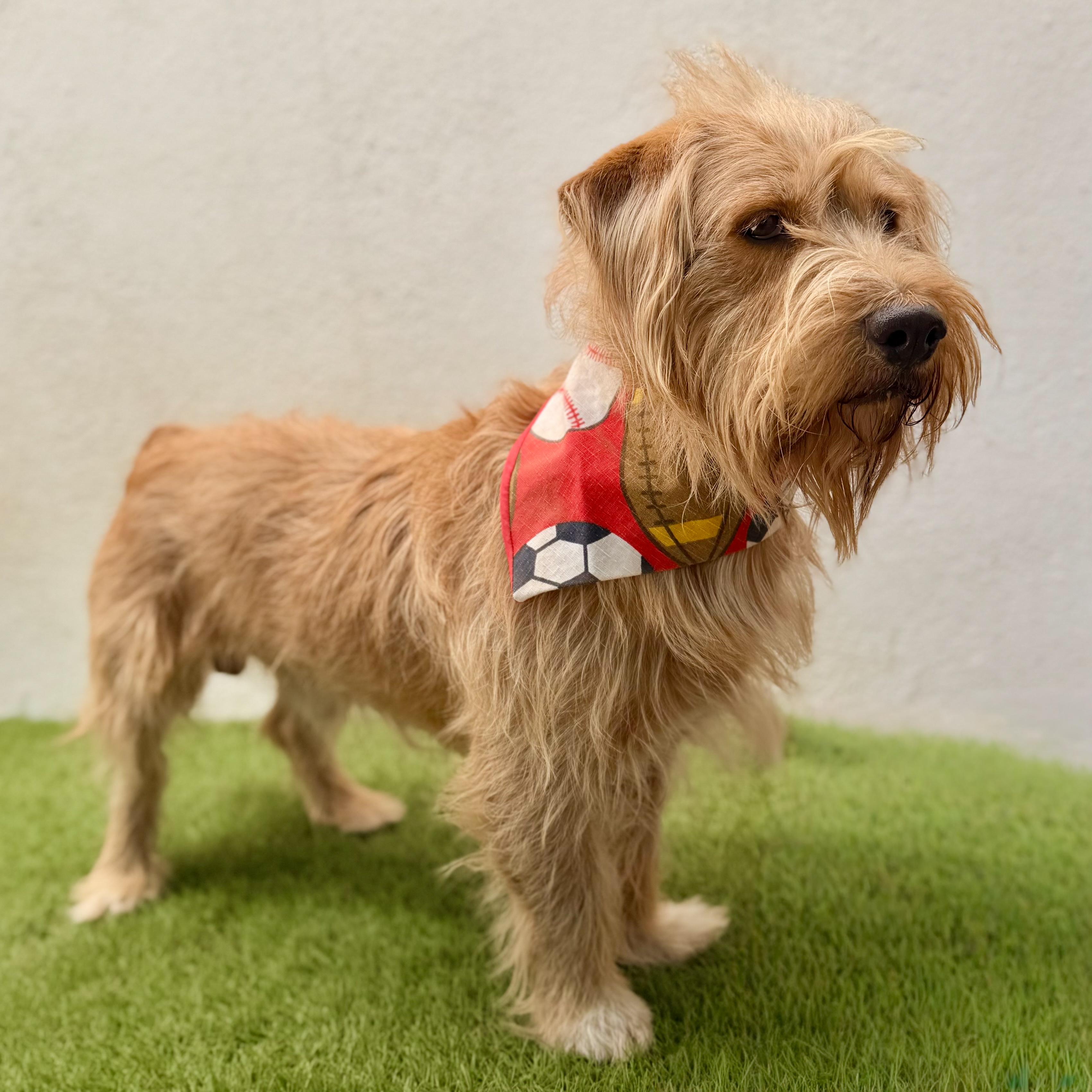 Enlarge BUBBAS, an adoption pending mixed breed in La Jolla, CA image 5/6