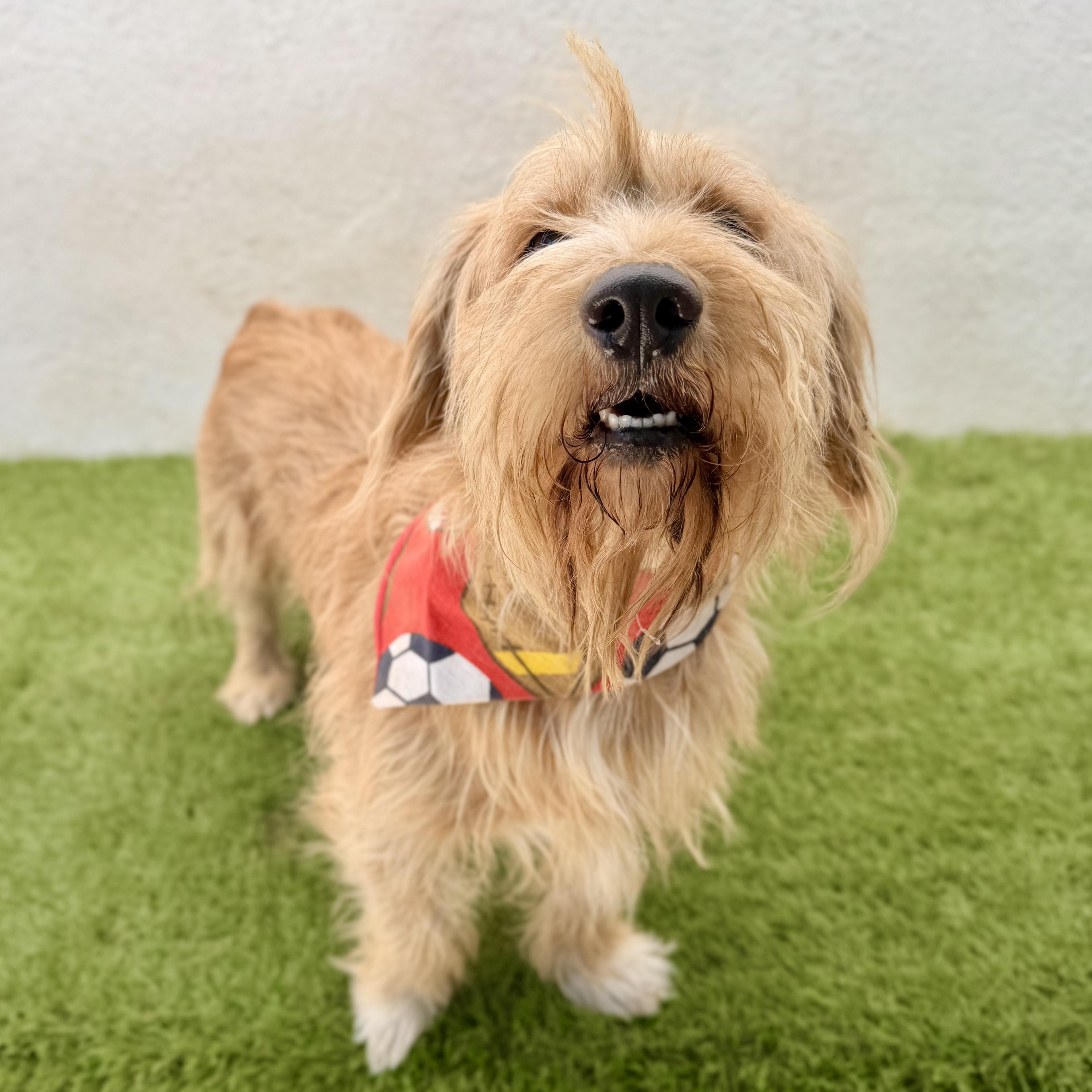 Enlarge BUBBAS, an adoption pending mixed breed in La Jolla, CA image 6/6
