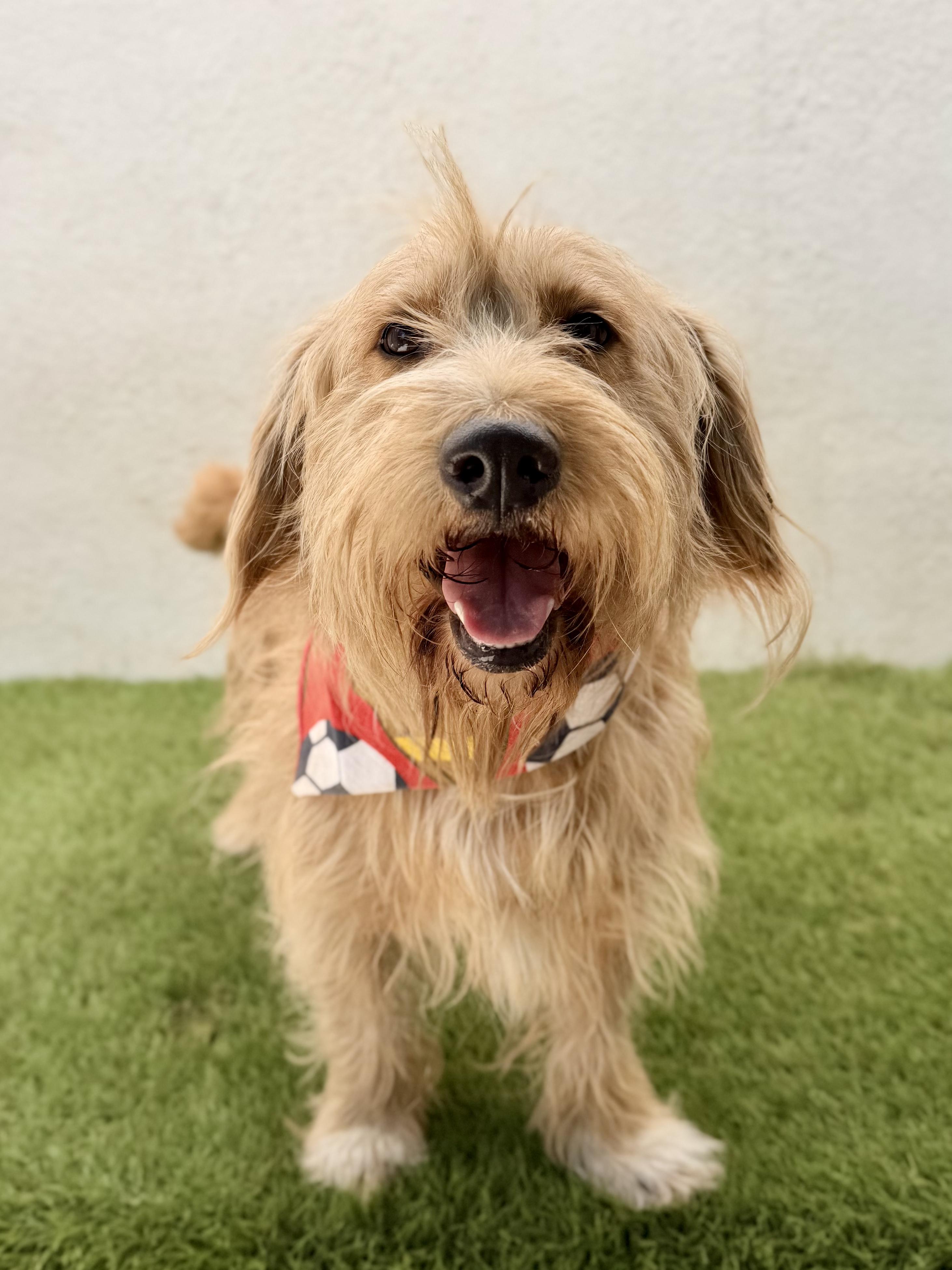 Enlarge BUBBAS, an adoption pending mixed breed in La Jolla, CA image 2/6
