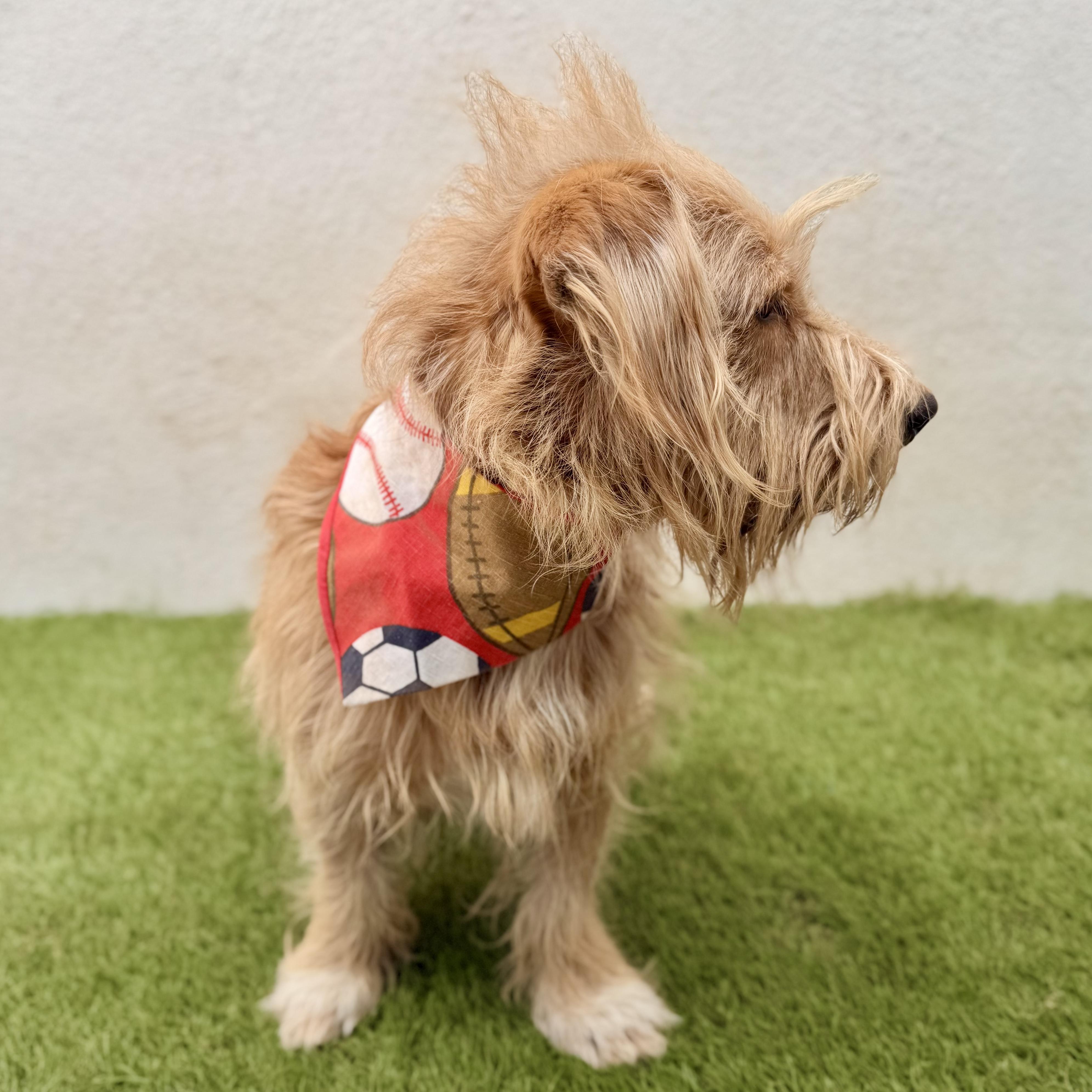 Enlarge BUBBAS, an adoption pending mixed breed in La Jolla, CA image 4/6