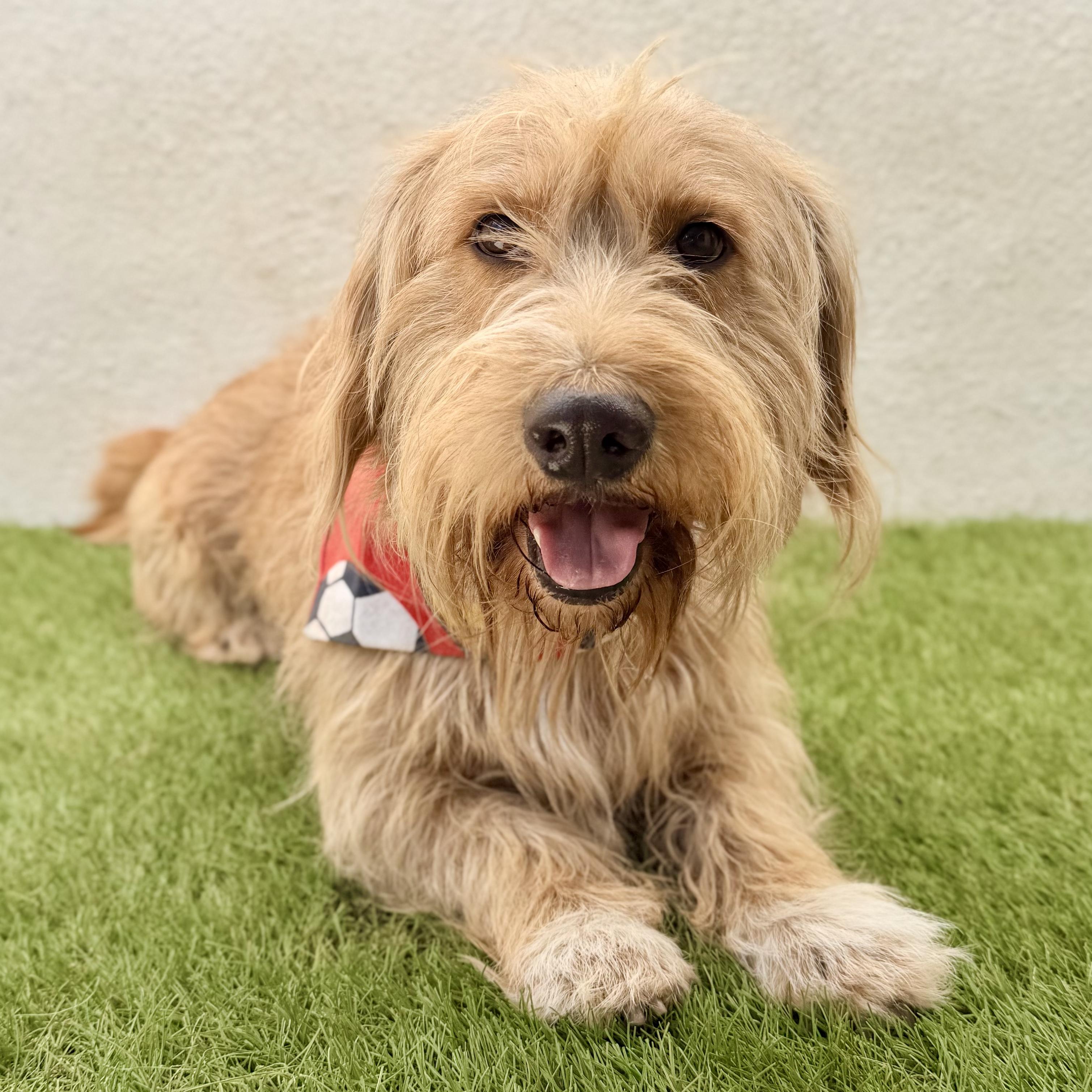 Enlarge BUBBAS, an adoption pending mixed breed in La Jolla, CA image 1/6