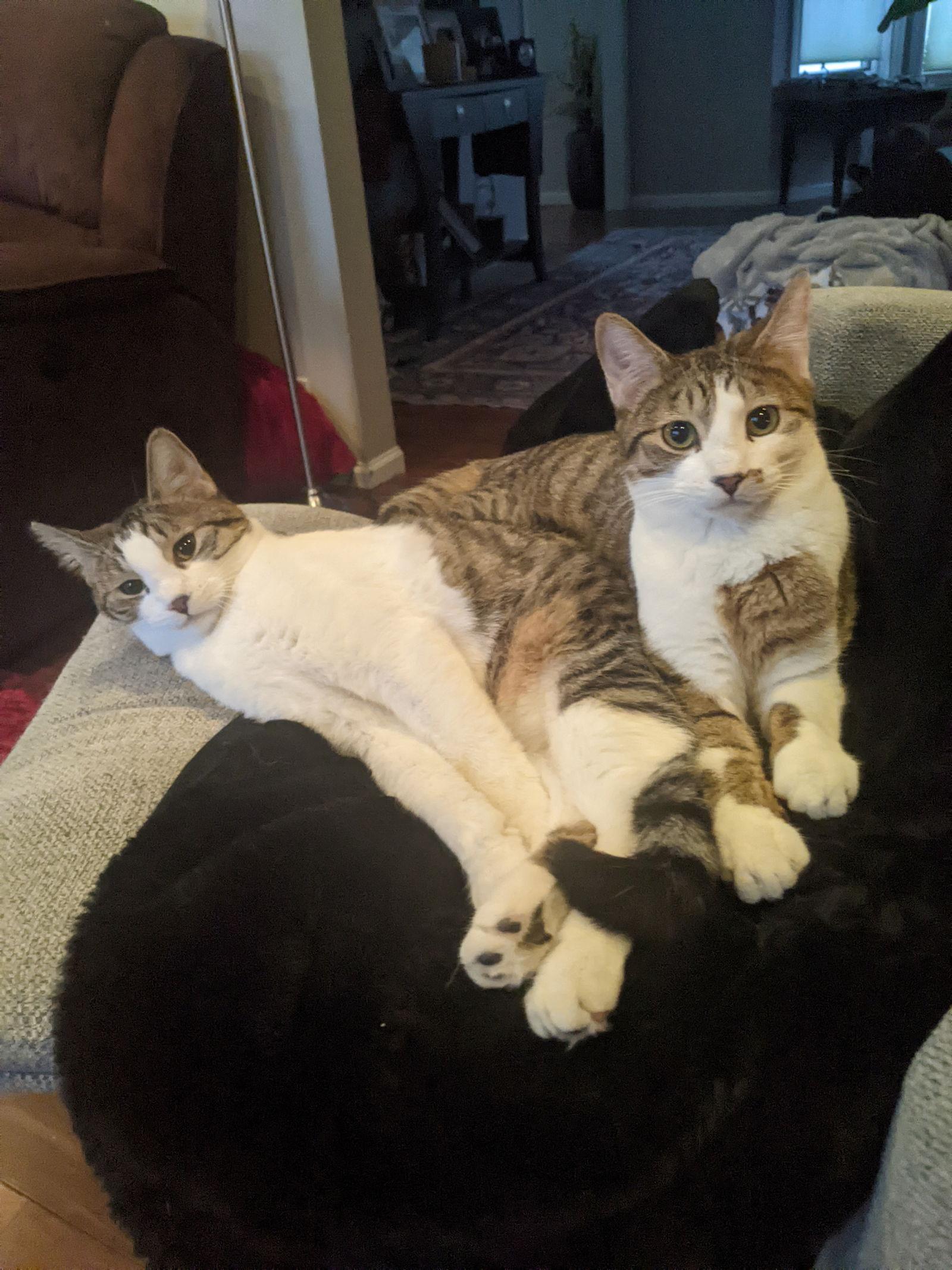 Joey C4674, Adoptable, Young Male Domestic Short Hair.