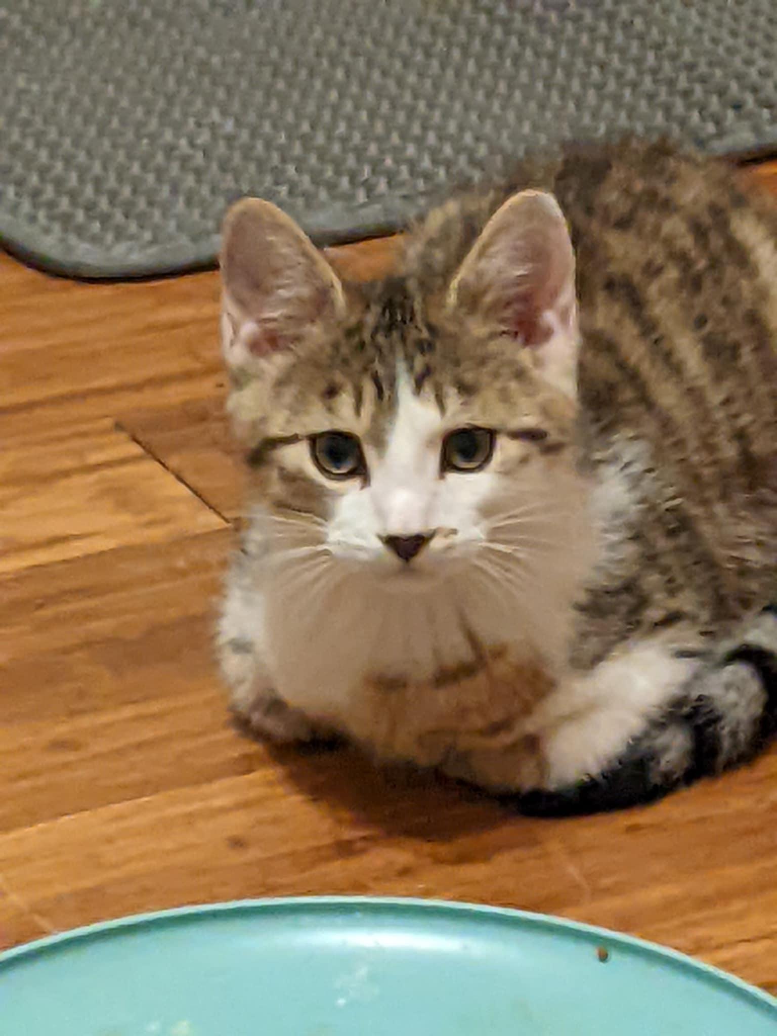 Joey C4674, a Adoptable Domestic Short Hair in minneapolis, MN image 1/2