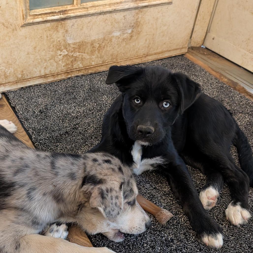 Echo, Adoptable, Puppy Female Catahoula Leopard Dog & Siberian Husky.