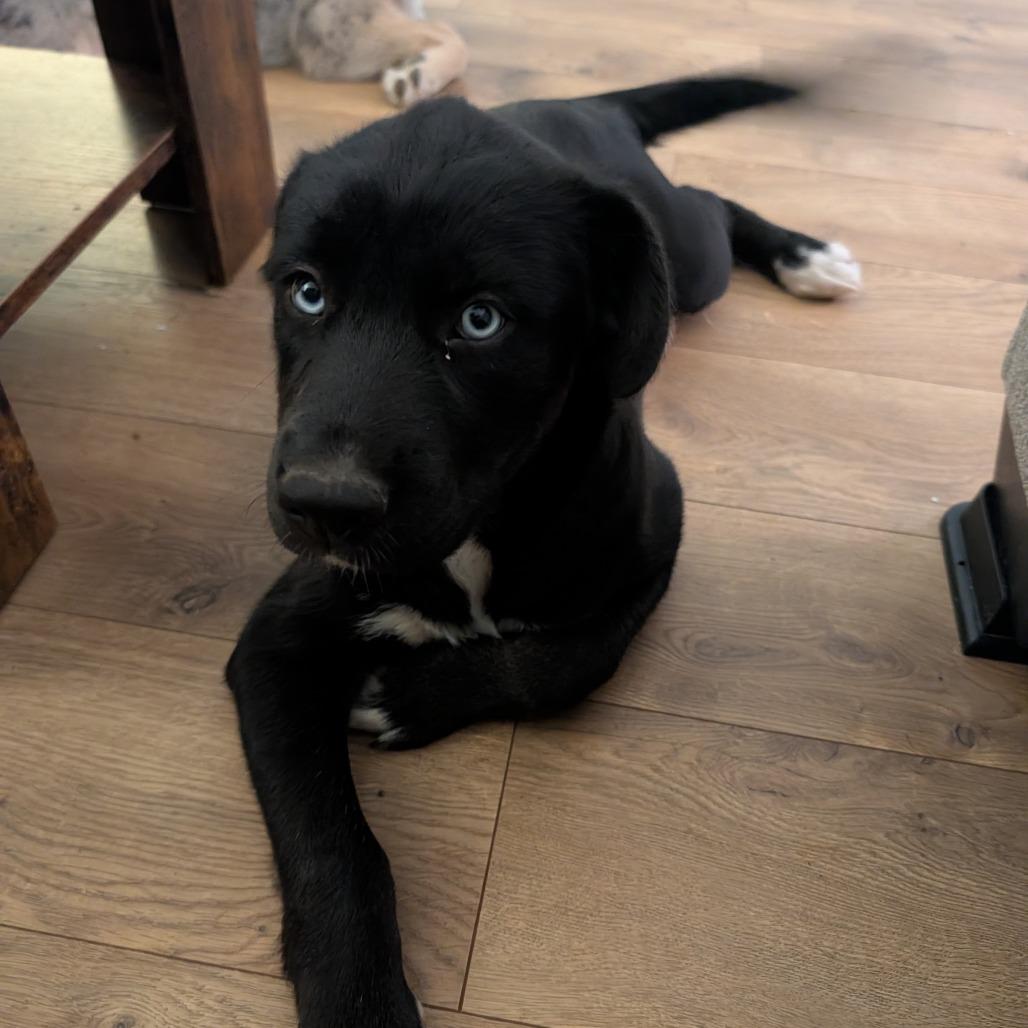 Echo, a Adoptable mixed breed in Huntsville, AL image 2/5