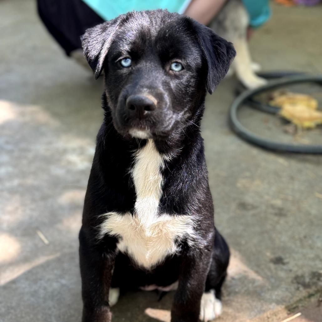 Echo, a Adoptable mixed breed in Huntsville, AL image 3/5