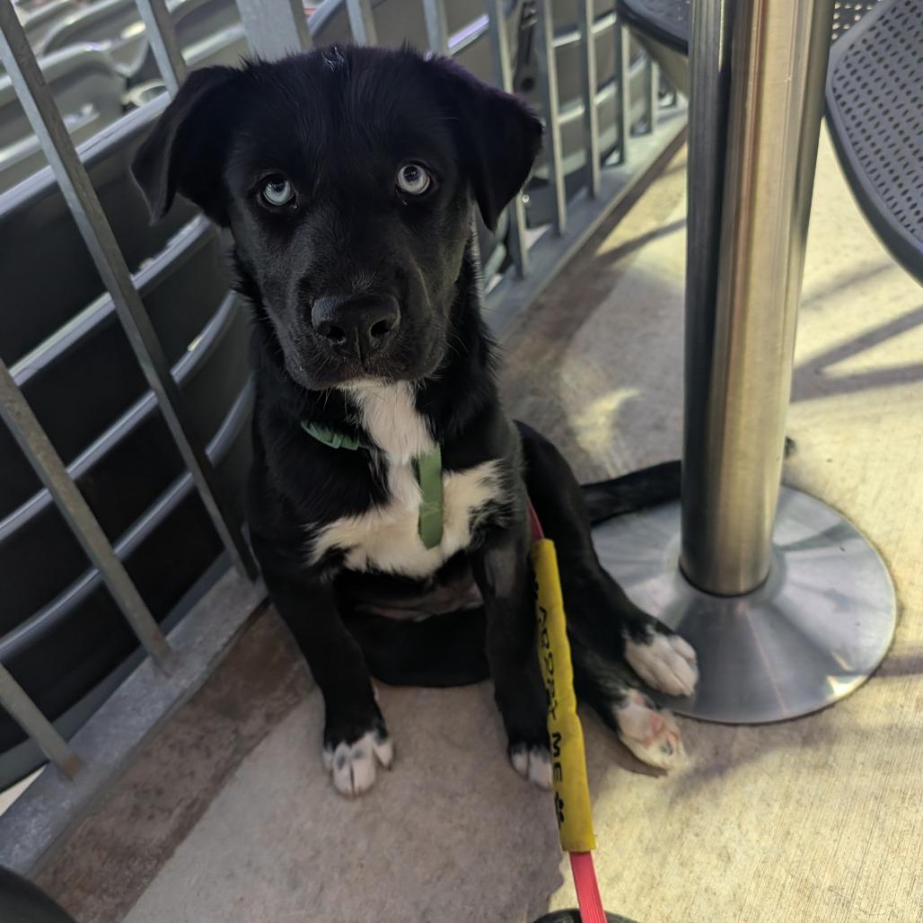 Echo, a Adoptable mixed breed in Huntsville, AL image 5/5