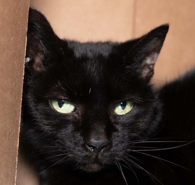 SWAN, Adoptable, Senior Female Domestic Short Hair.