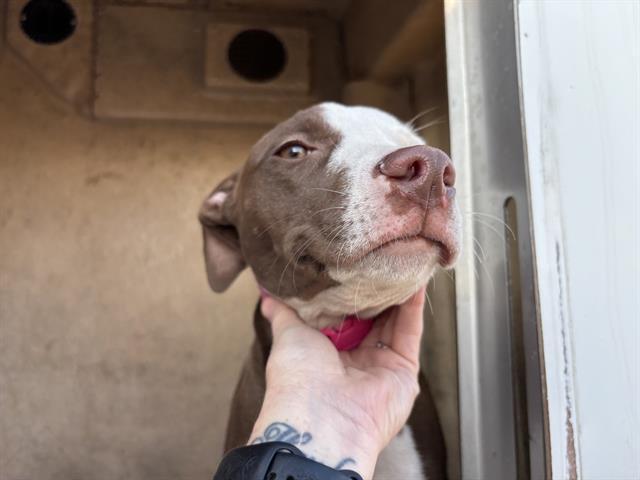 A466891, Adoptable, Young Female Staffordshire Bull Terrier.