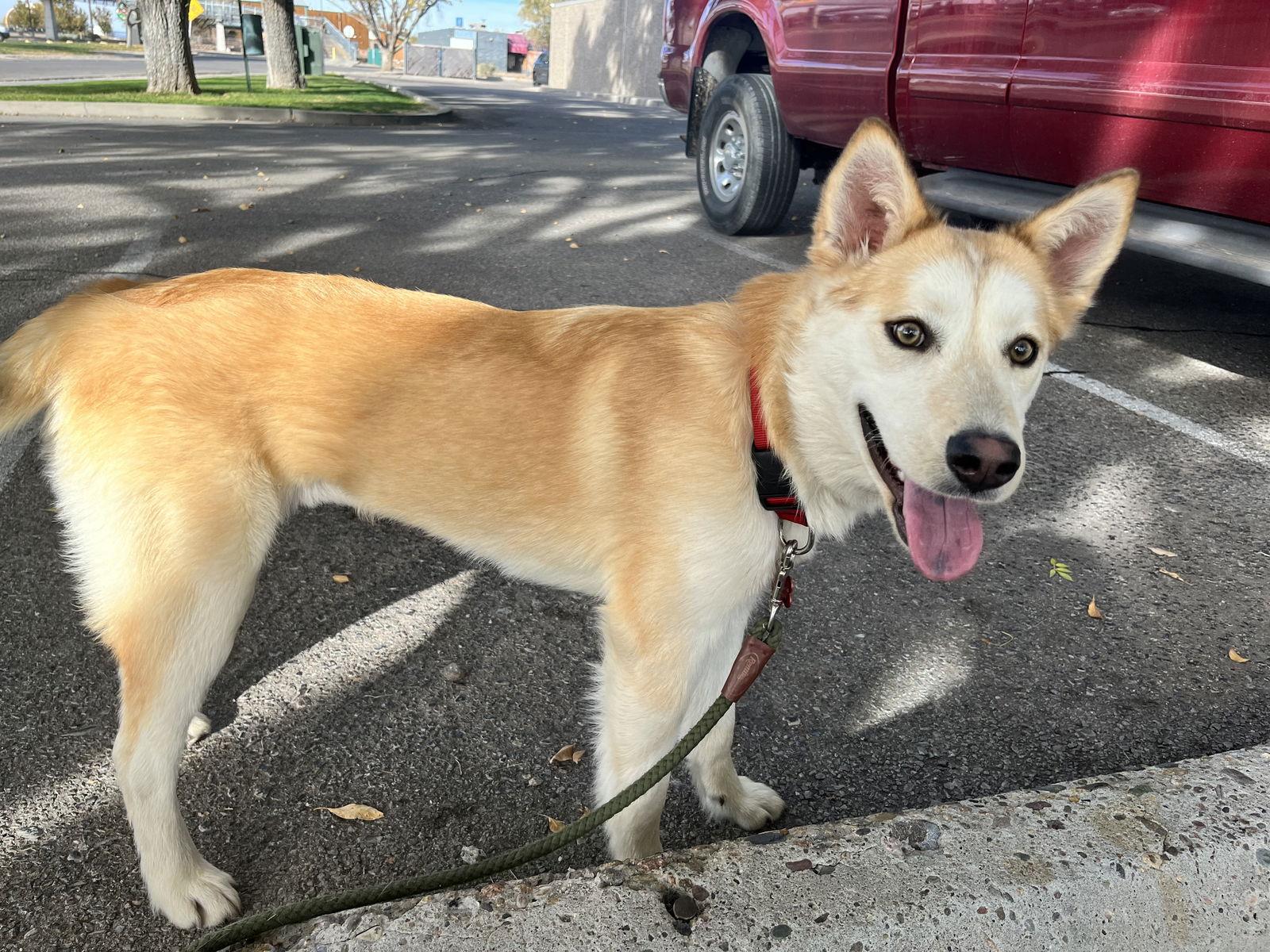 Enlarge Lexi, a Adopted Siberian Husky in Cedar Crest, NM image 1/3