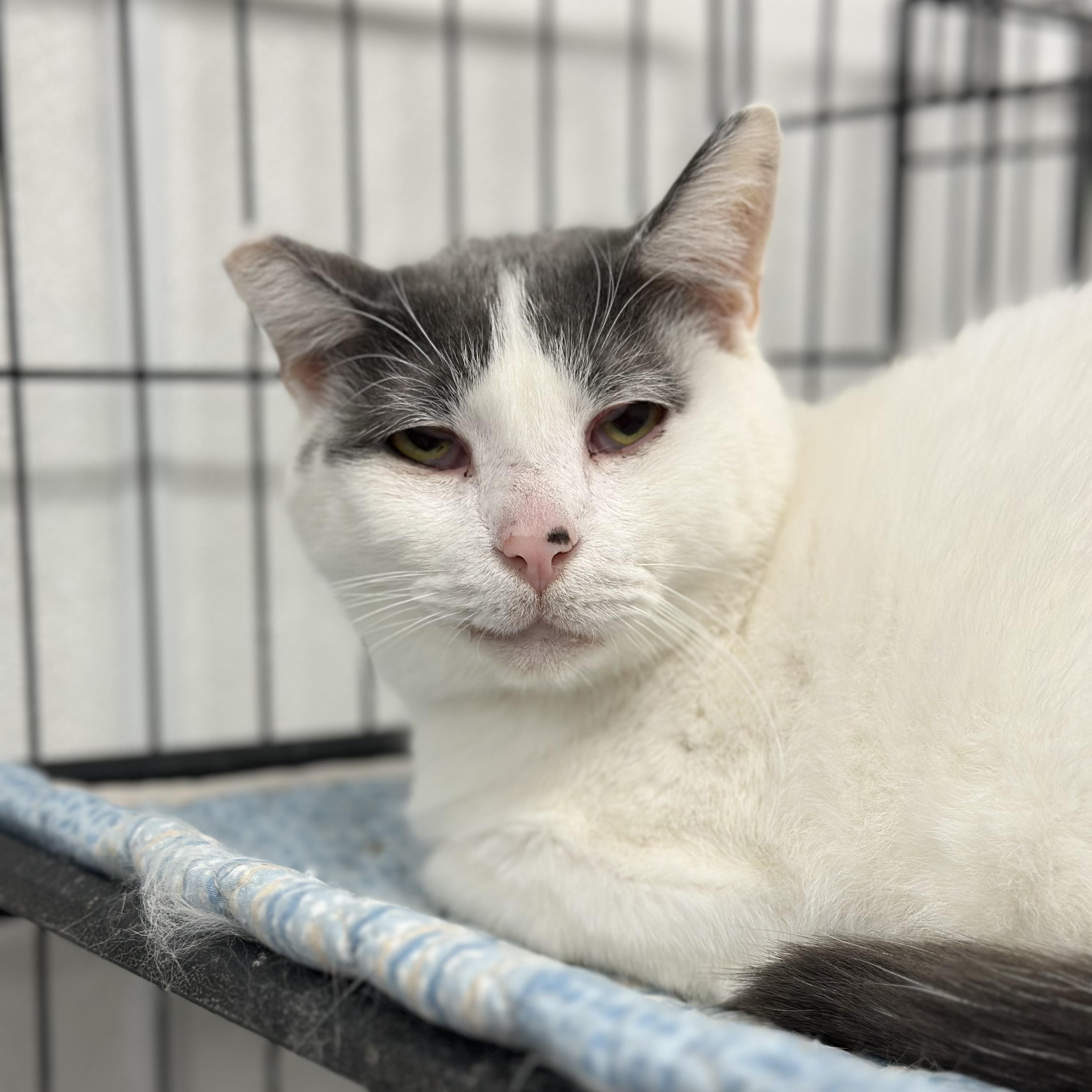 Latte, Senior Male unknown