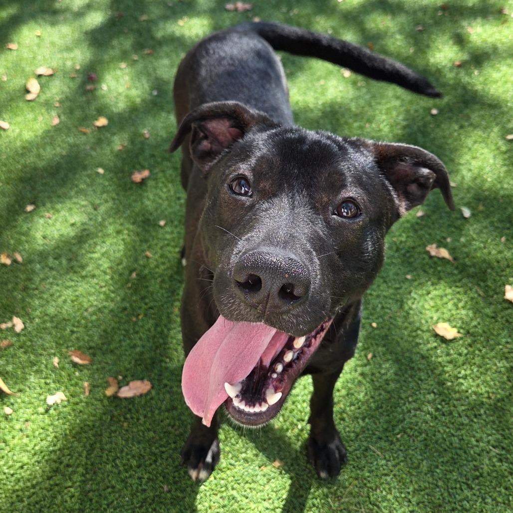 Enlarge Midnight, a Adoptable Mixed Breed in Jacksonville Beach, FL image 1/5