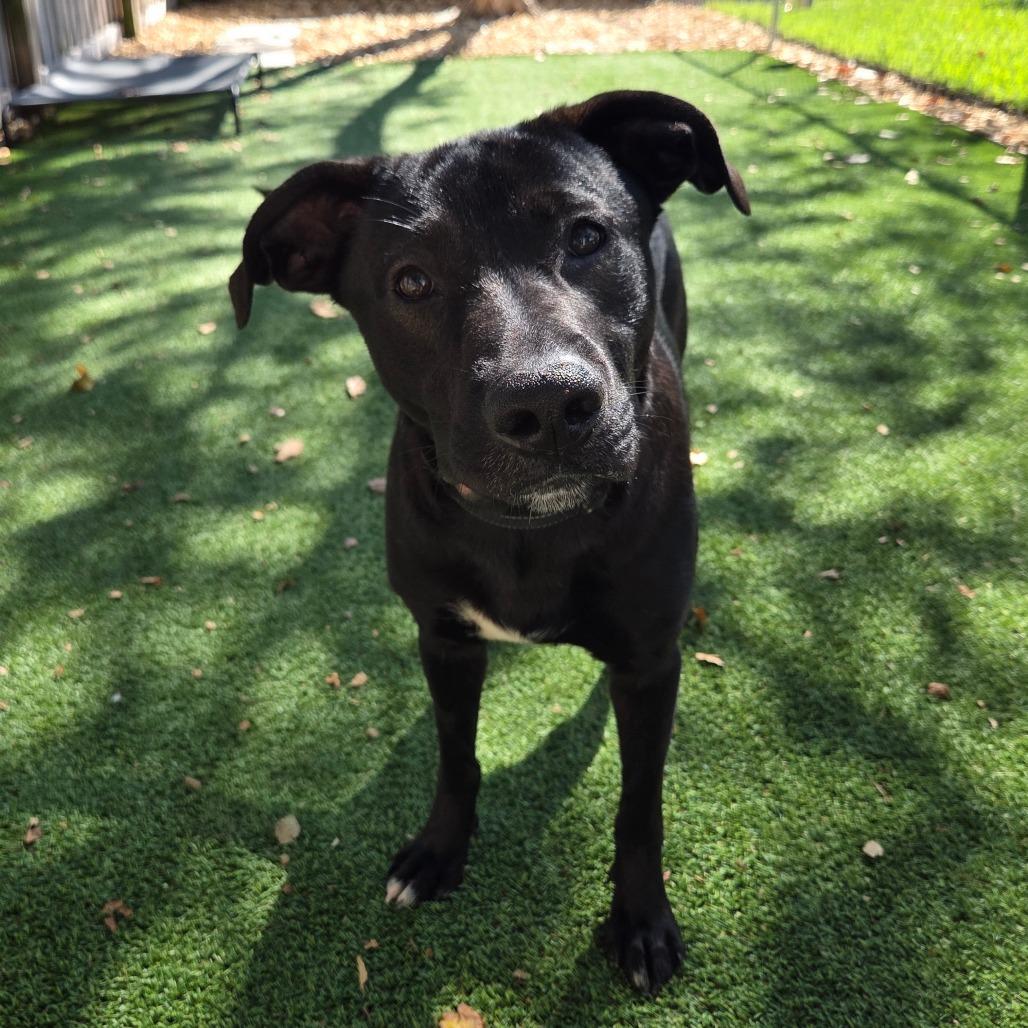 Enlarge Midnight, a Adoptable Mixed Breed in Jacksonville Beach, FL image 2/5