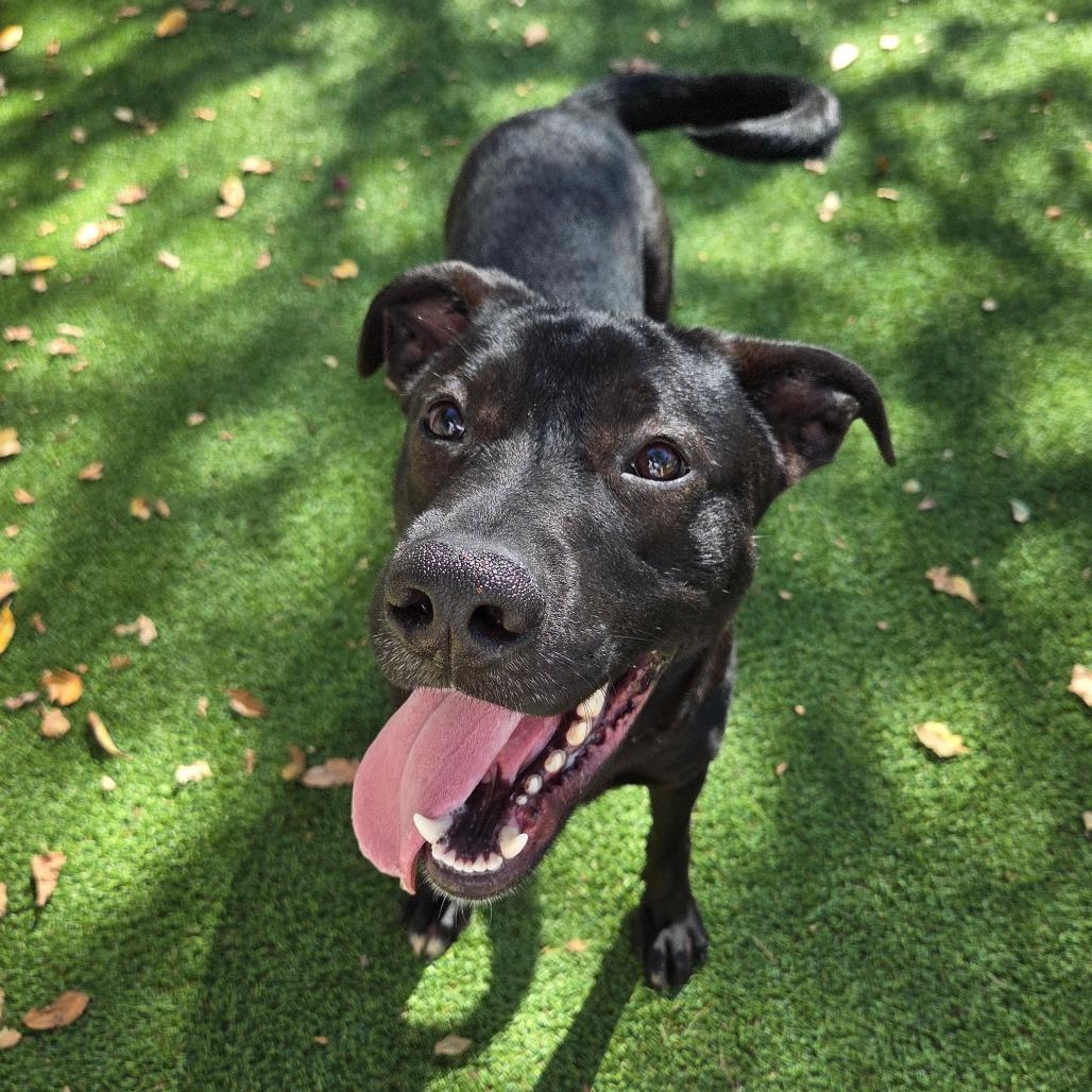 Enlarge Midnight, a Adoptable Mixed Breed in Jacksonville Beach, FL image 3/5