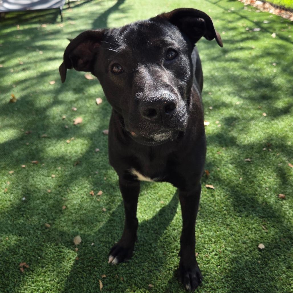 Enlarge Midnight, a Adoptable Mixed Breed in Jacksonville Beach, FL image 4/5