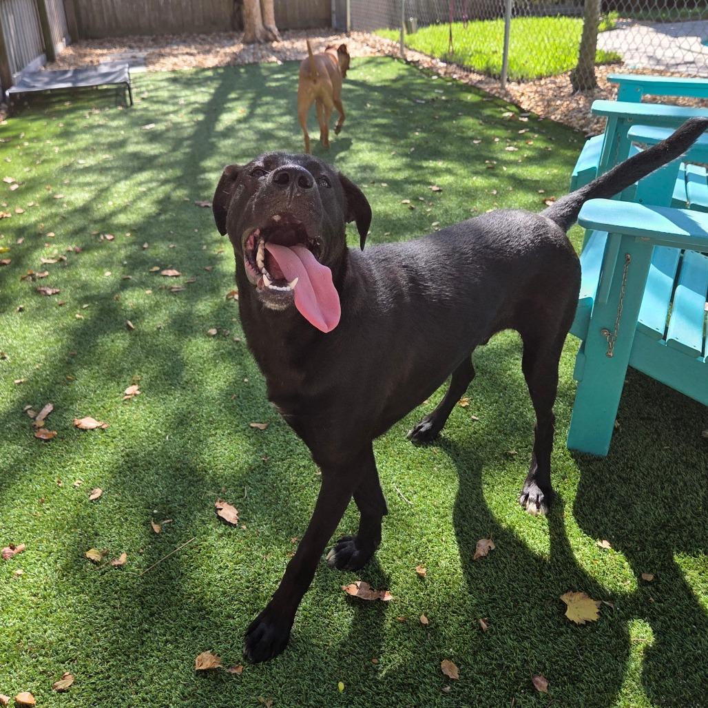 Enlarge Midnight, a Adoptable Mixed Breed in Jacksonville Beach, FL image 5/5