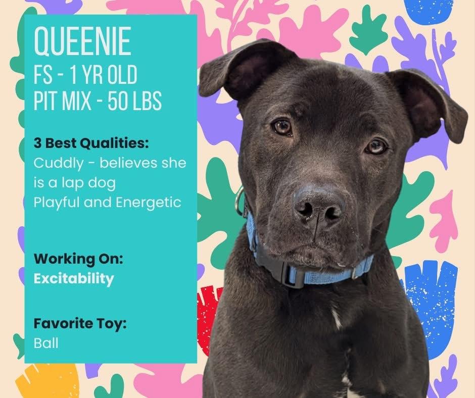 Queenie * available for adoption special*