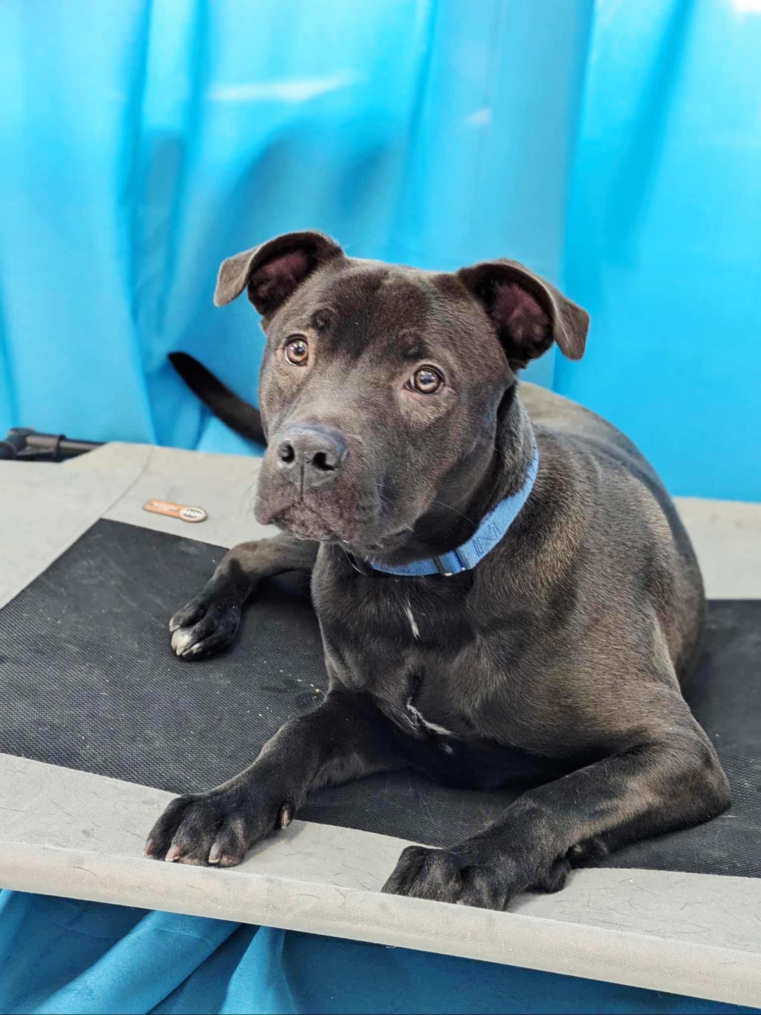 Enlarge Queenie * available for February adoption special*, a Adoptable mixed breed in Salamanca, NY image 4/4