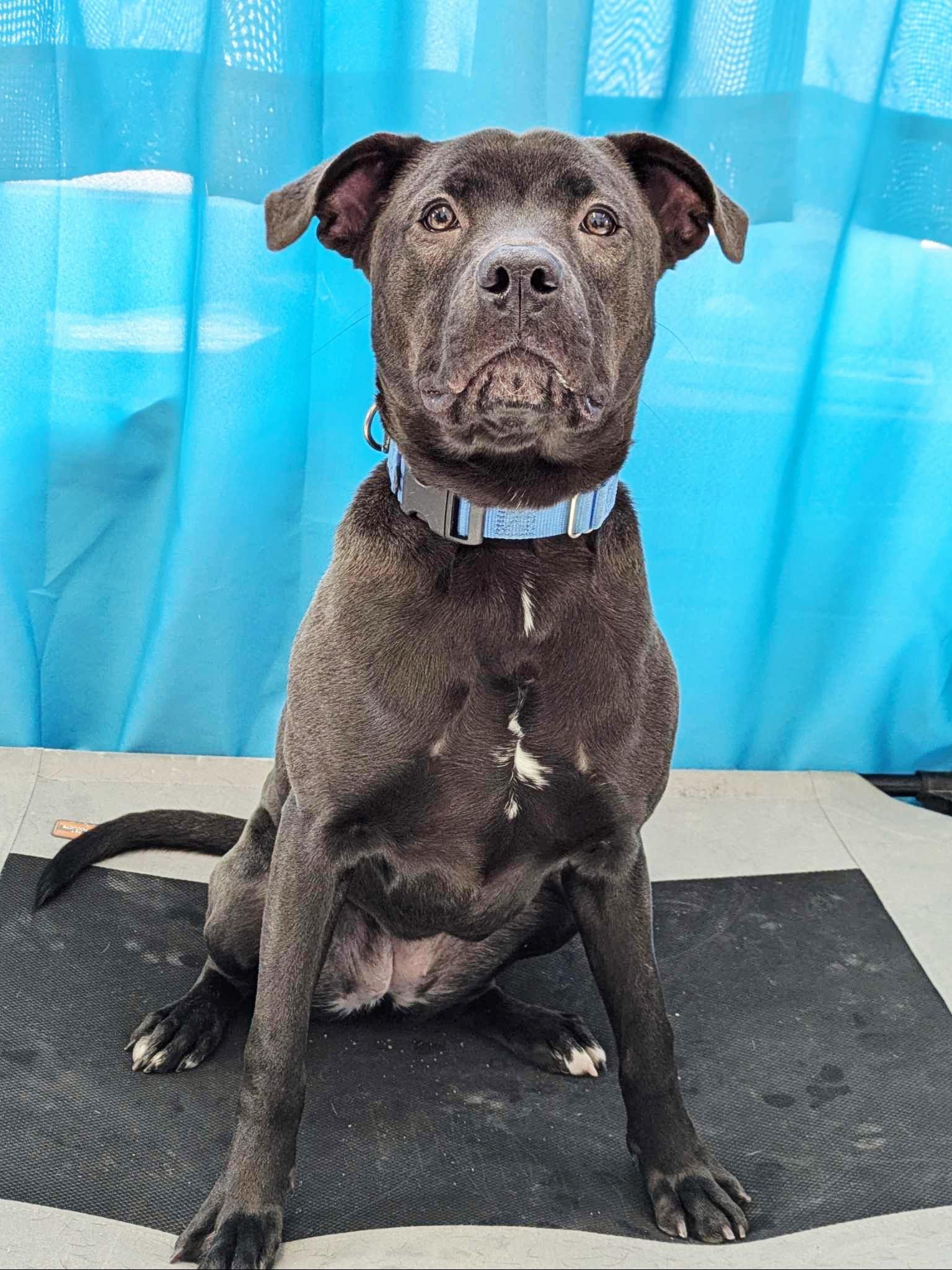 Enlarge Queenie * available for February adoption special*, a Adoptable mixed breed in Salamanca, NY image 2/4