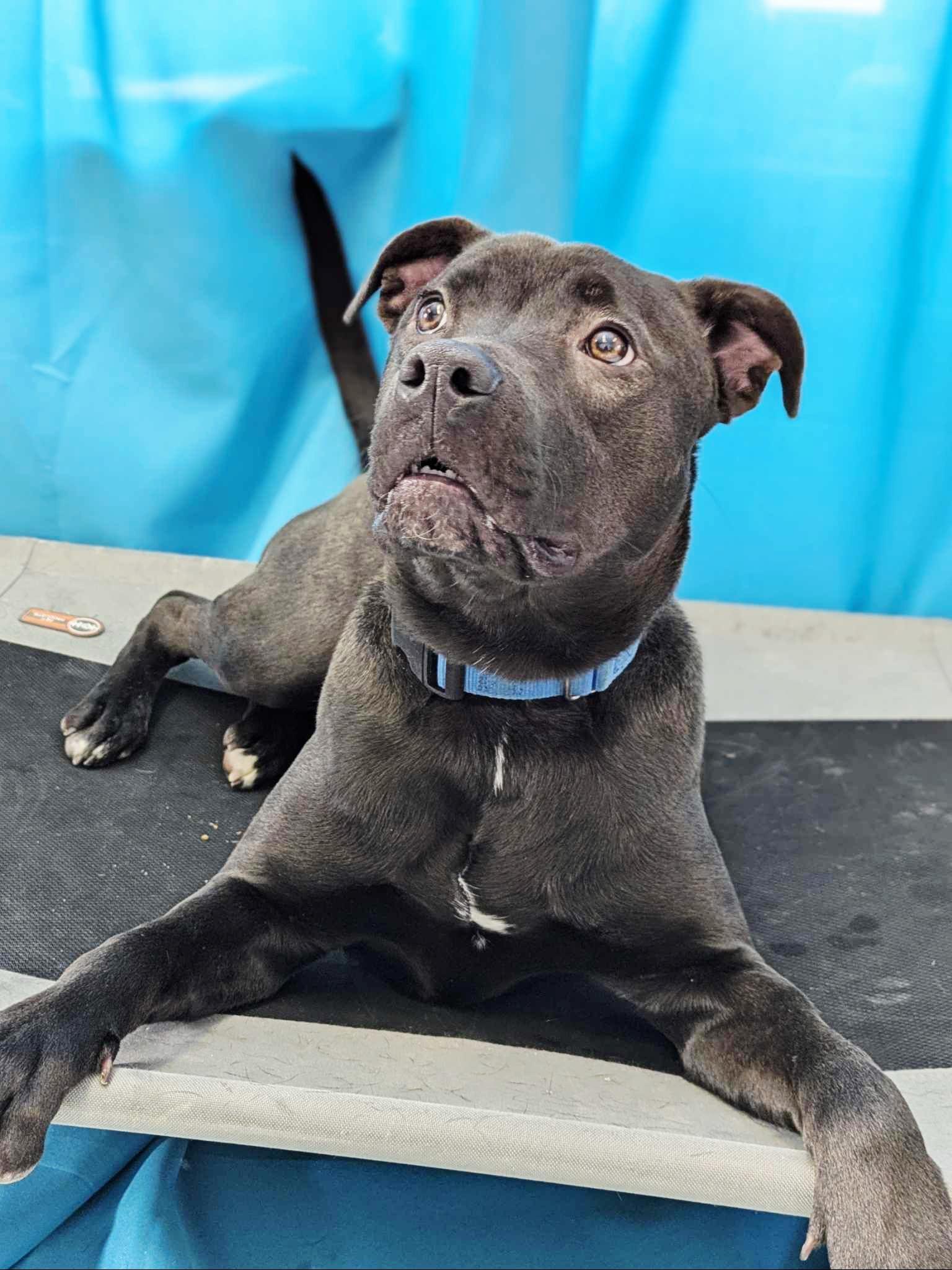 Enlarge Queenie * available for February adoption special*, a Adoptable mixed breed in Salamanca, NY image 3/4