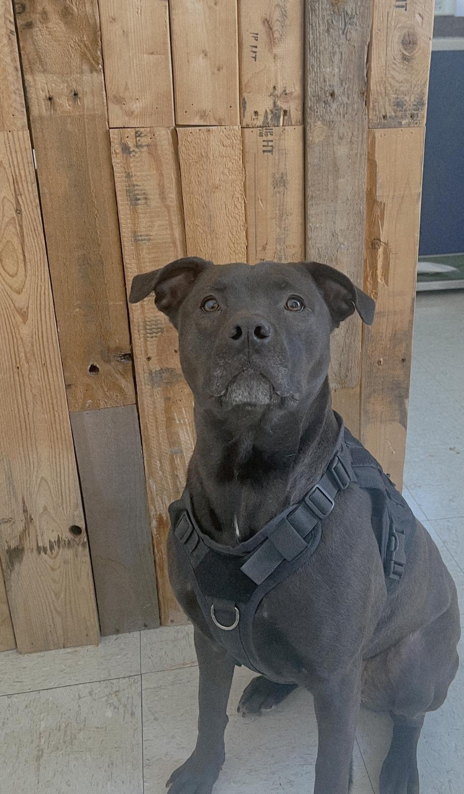 Queenie * available for February adoption special*, Adoptable, Adult Female Pit Bull Terrier.