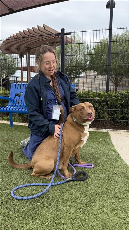 Kirby, Adoptable, Senior Male Labrador Retriever.