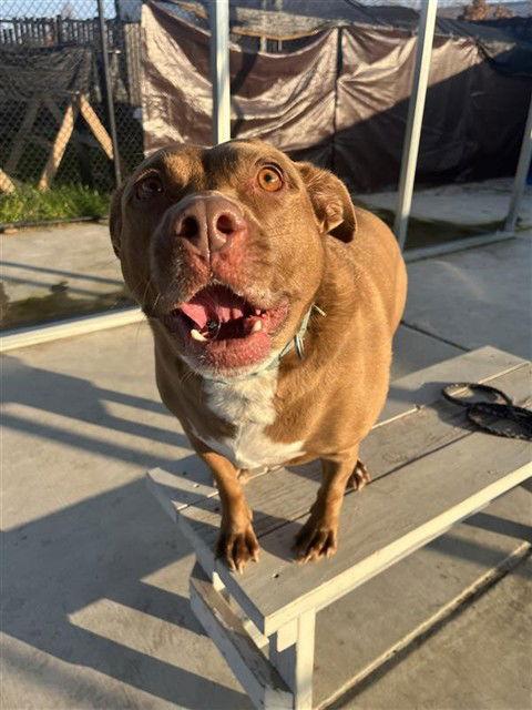 Enlarge Kirby, a Adoptable Labrador Retriever in Elk Grove, CA image 2/3