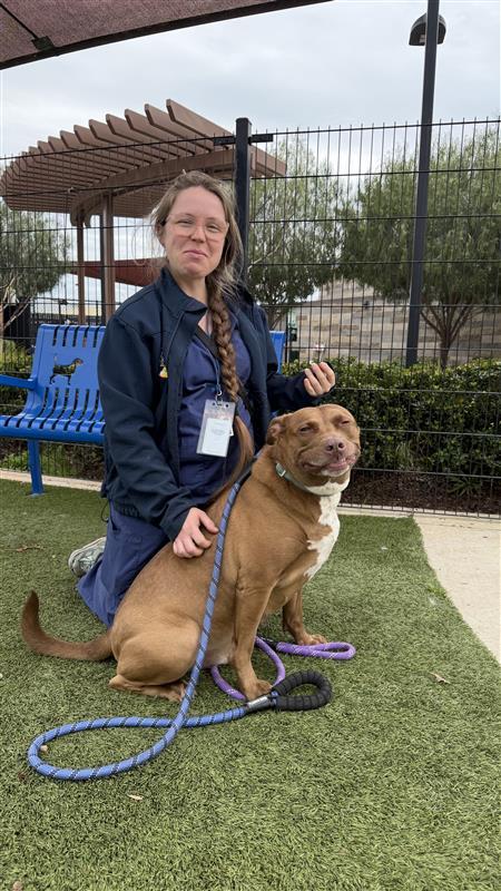 Enlarge Kirby, a Adoptable Labrador Retriever in Elk Grove, CA image 3/3