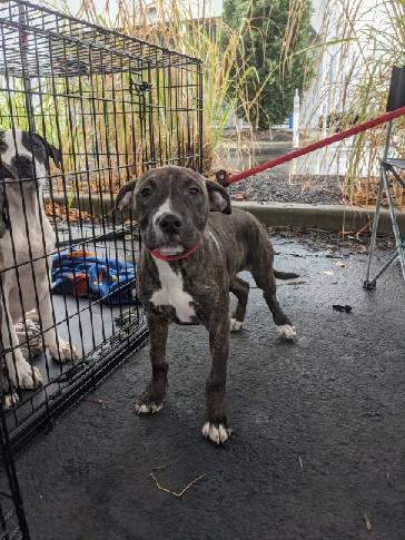 Dawn, a Adoptable mixed breed in Plainfield, IN image 2/5