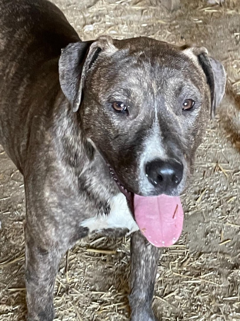 Dawn, Adoptable, Young Female American Staffordshire Terrier.