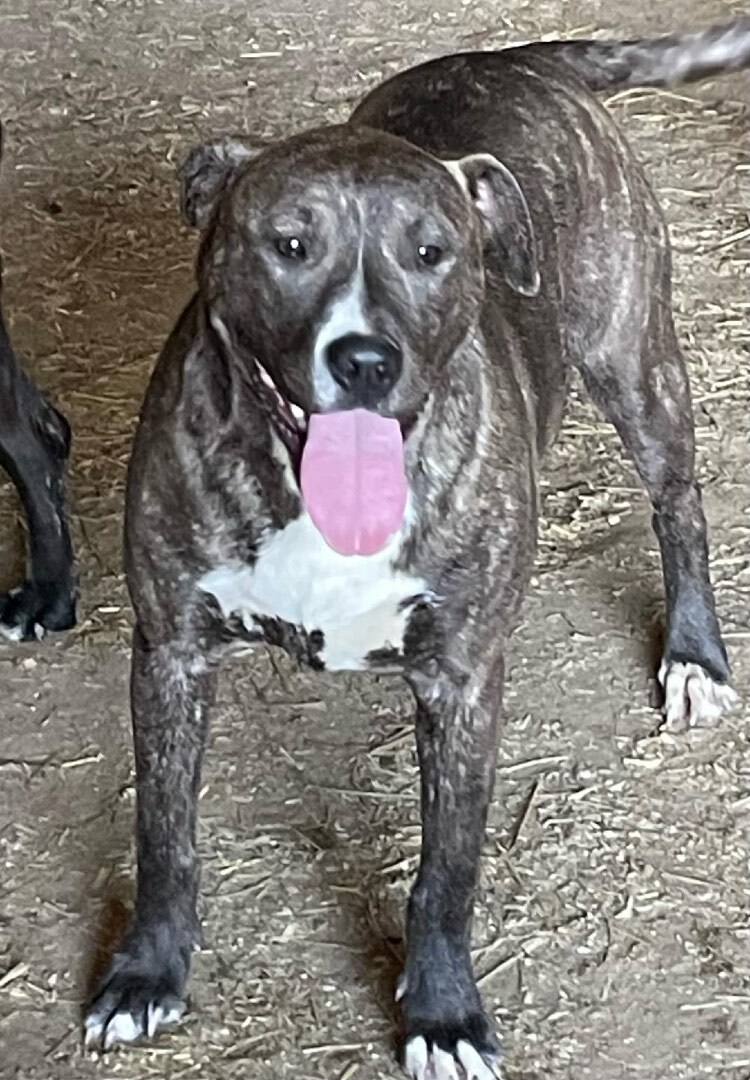 Dawn, a Adoptable mixed breed in Plainfield, IN image 4/5