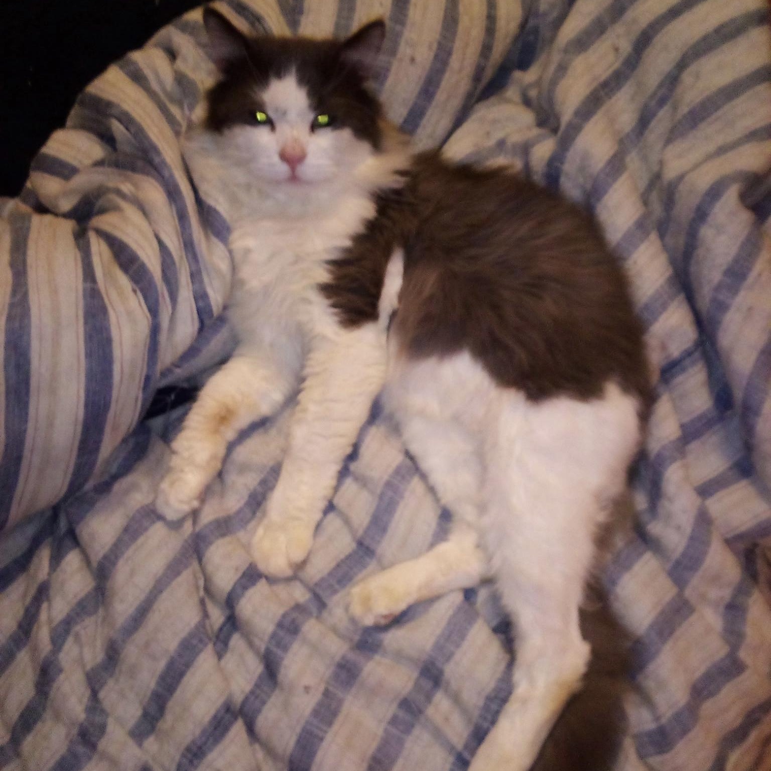 Enlarge Mr. Goodbar, a Adoptable Domestic Short Hair in DeWitt, NY image 2/2