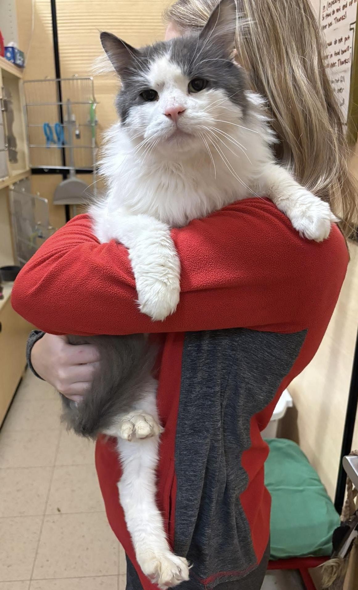 Mr. Goodbar, Adoptable, Adult Male Domestic Short Hair.