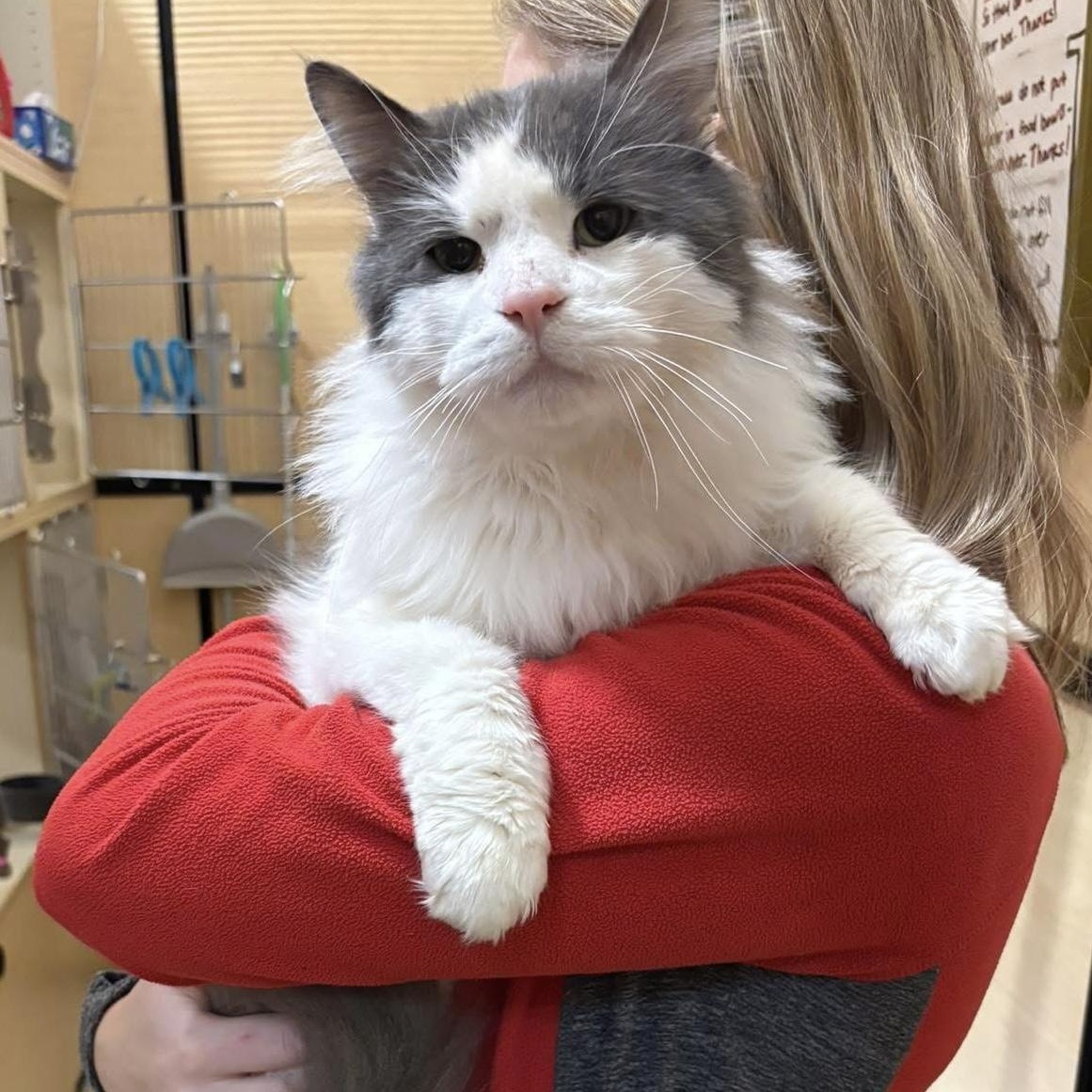 Enlarge Mr. Goodbar, a Adoptable Domestic Short Hair in DeWitt, NY image 1/2