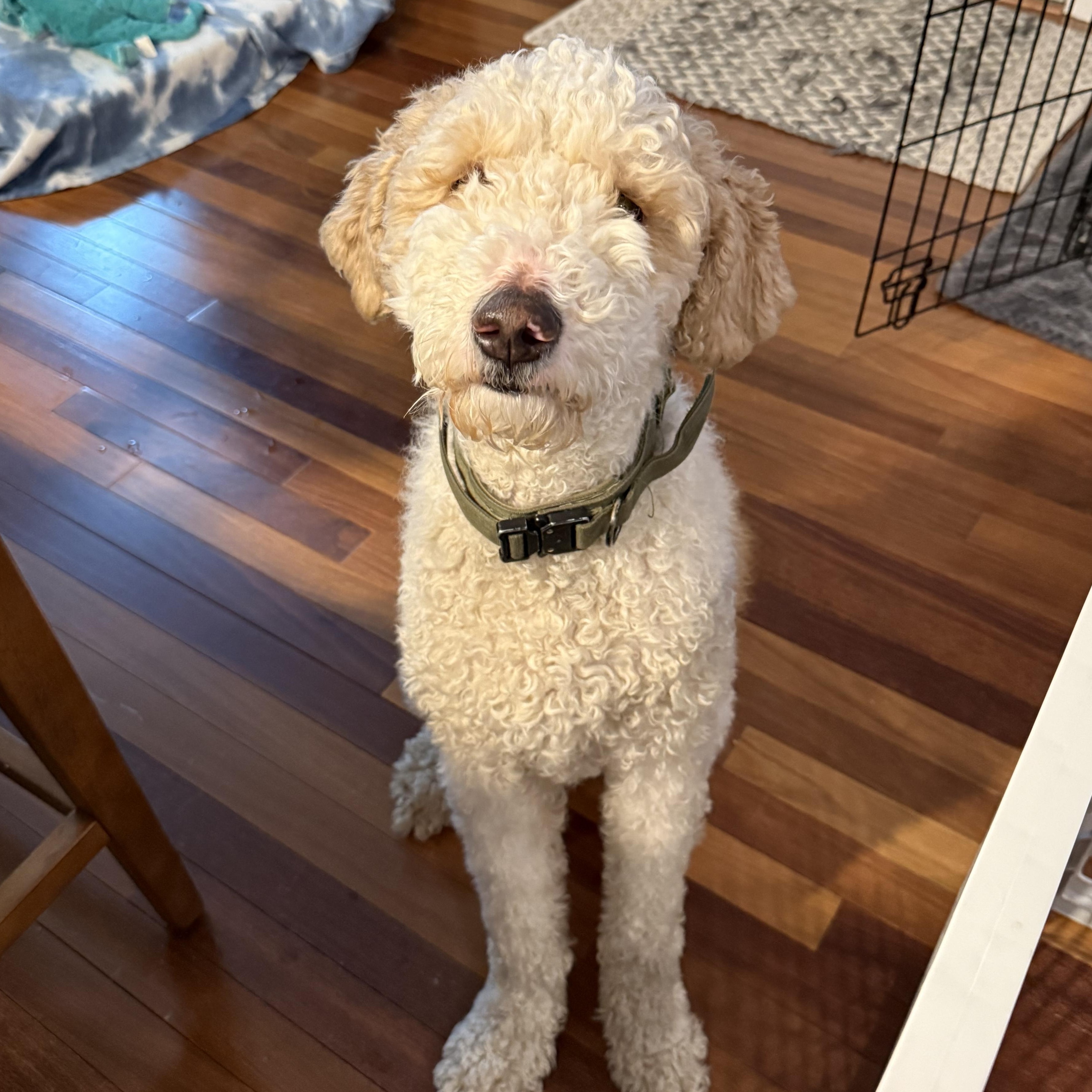 Sparky, adopted, Young Male Goldendoodle.