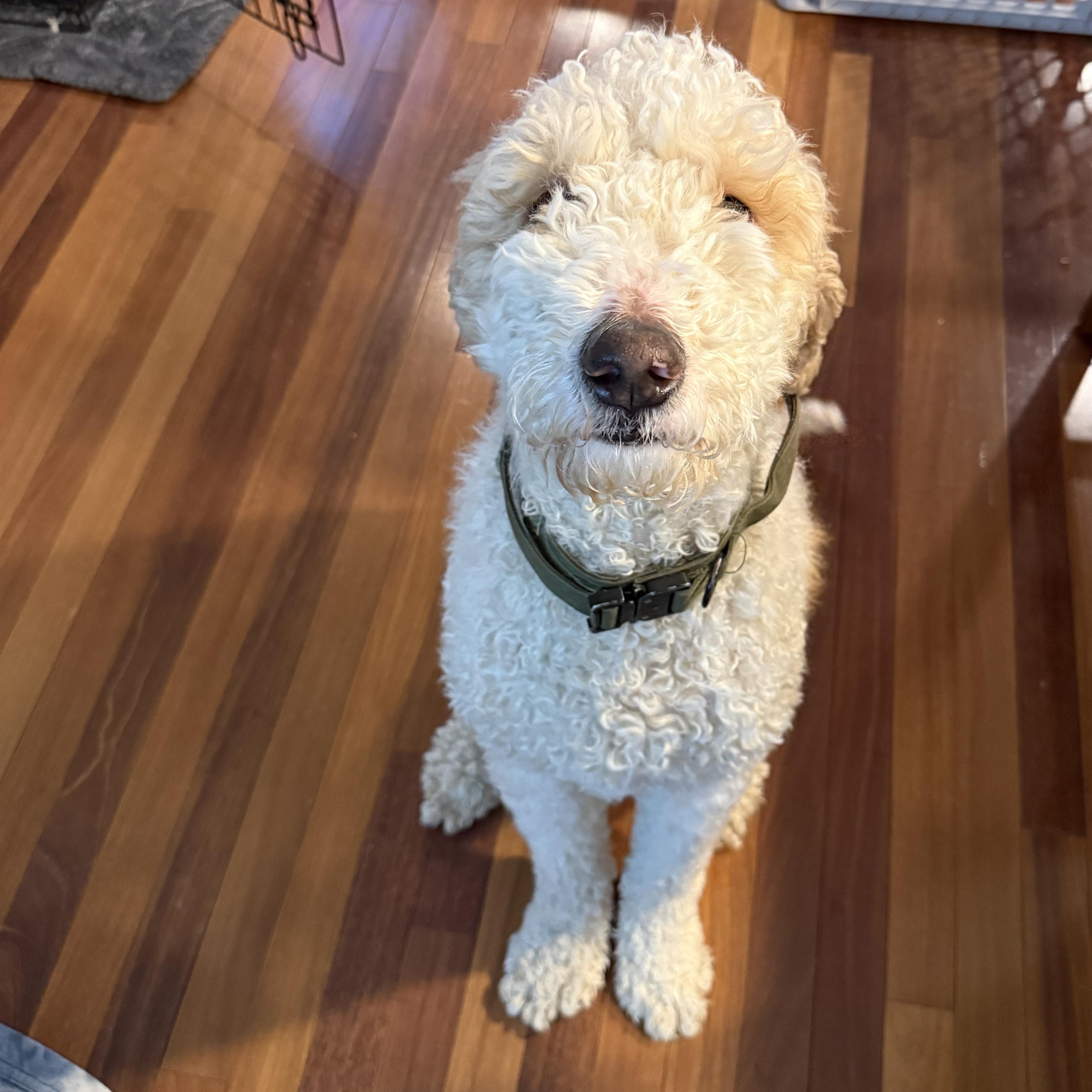 Enlarge Sparky, an adopted mixed breed in Rock Hill, SC image 4/4