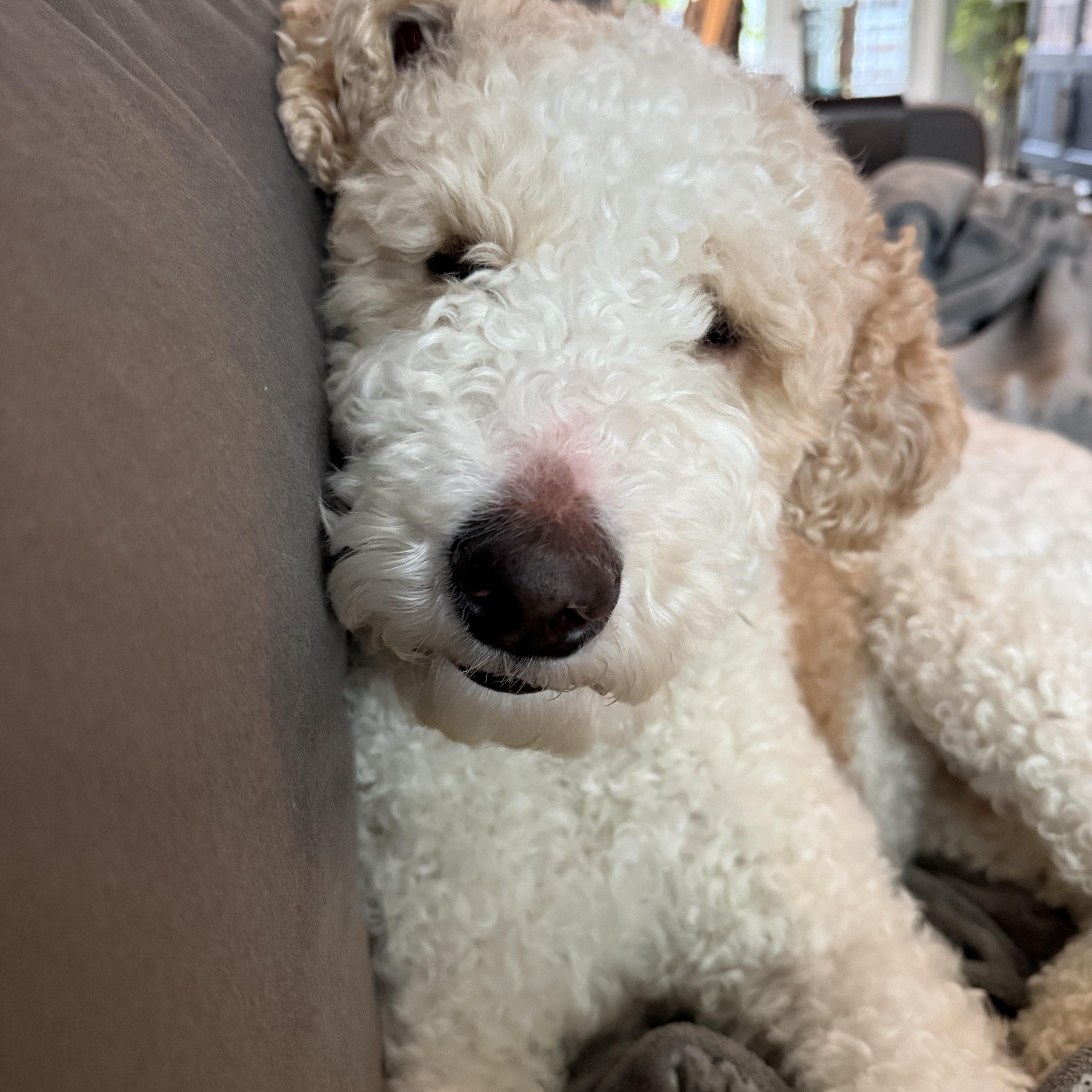 Enlarge Sparky, an adopted mixed breed in Rock Hill, SC image 3/4