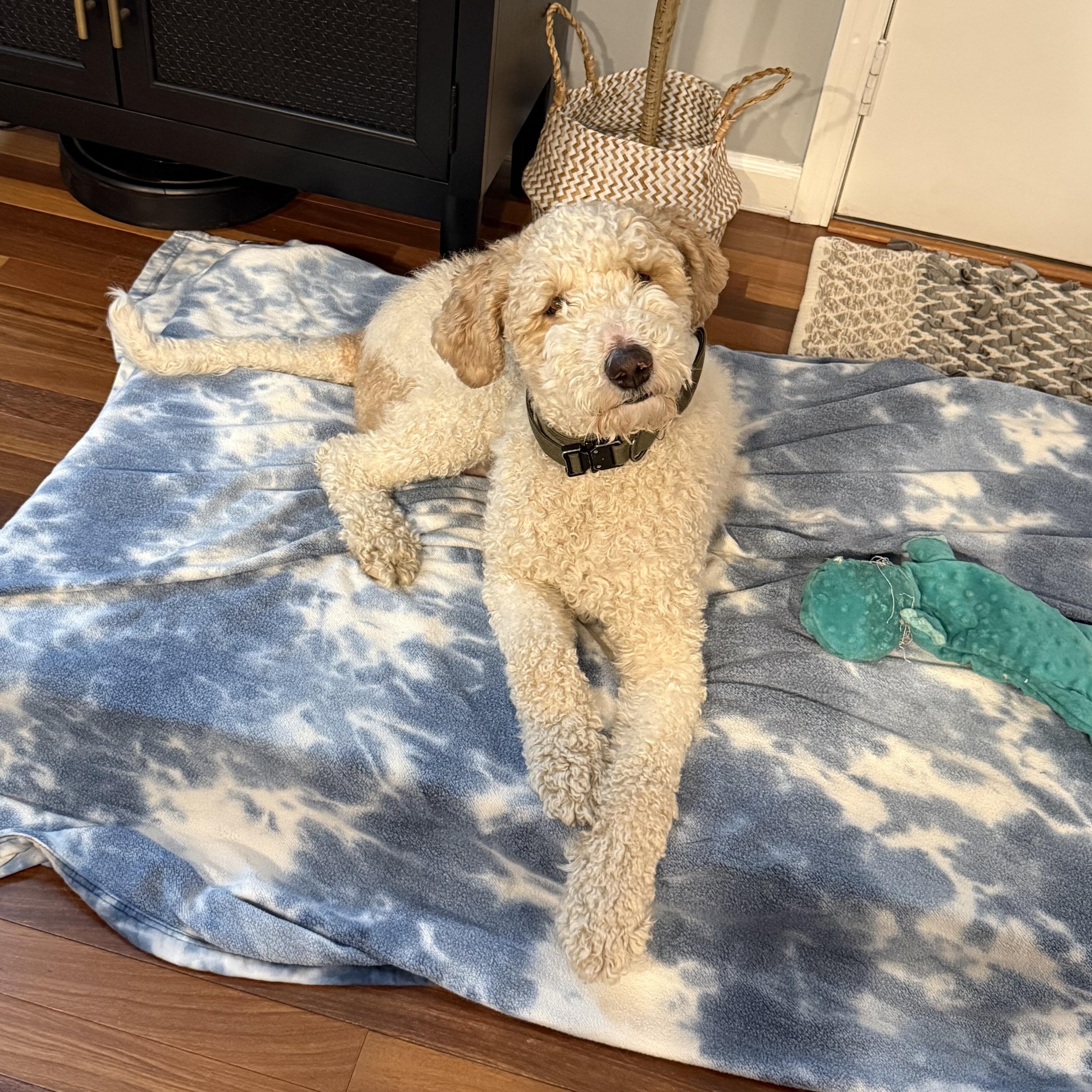 Enlarge Sparky, an adopted mixed breed in Rock Hill, SC image 2/4