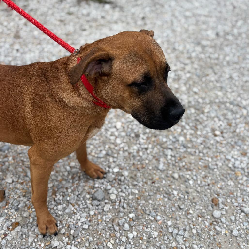 Crimson, Adoptable, Adult Male Mastiff.