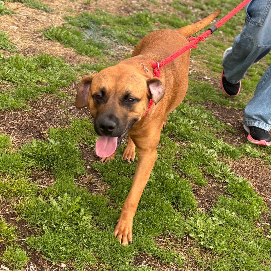 Enlarge Crimson, a Adoptable mixed breed in Springfield, MO image 3/5