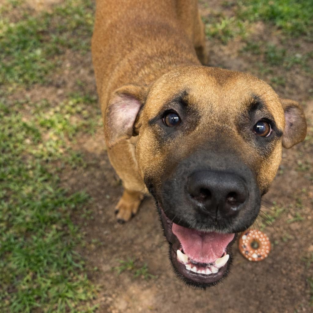 Enlarge Crimson, a Adoptable mixed breed in Springfield, MO image 5/5