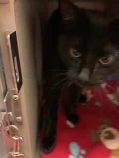 Enlarge Magda, an adopted Domestic Short Hair in Mason City, IA image 1/1