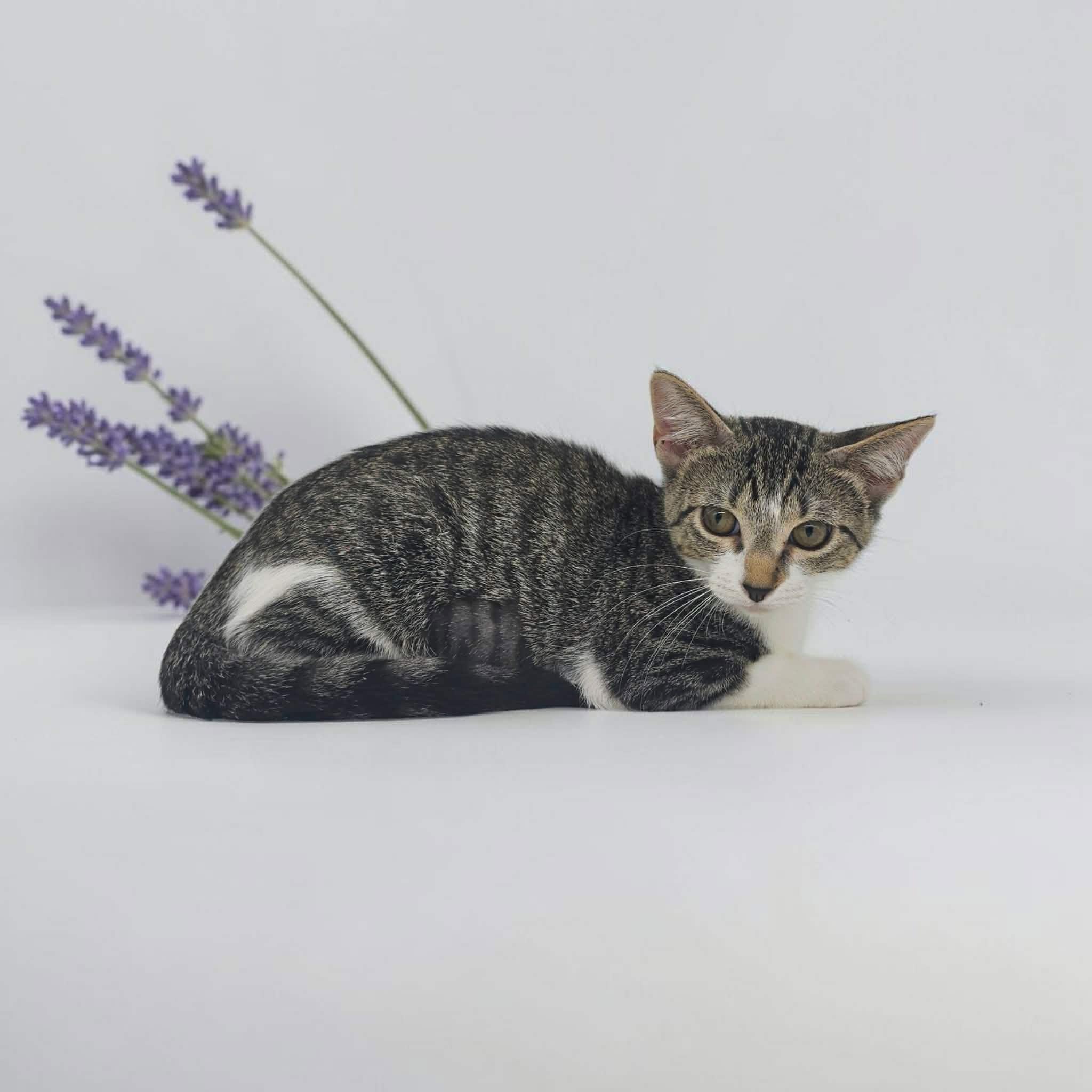 Susie, a Adoptable Domestic Short Hair in Commerce City, CO image 5/5