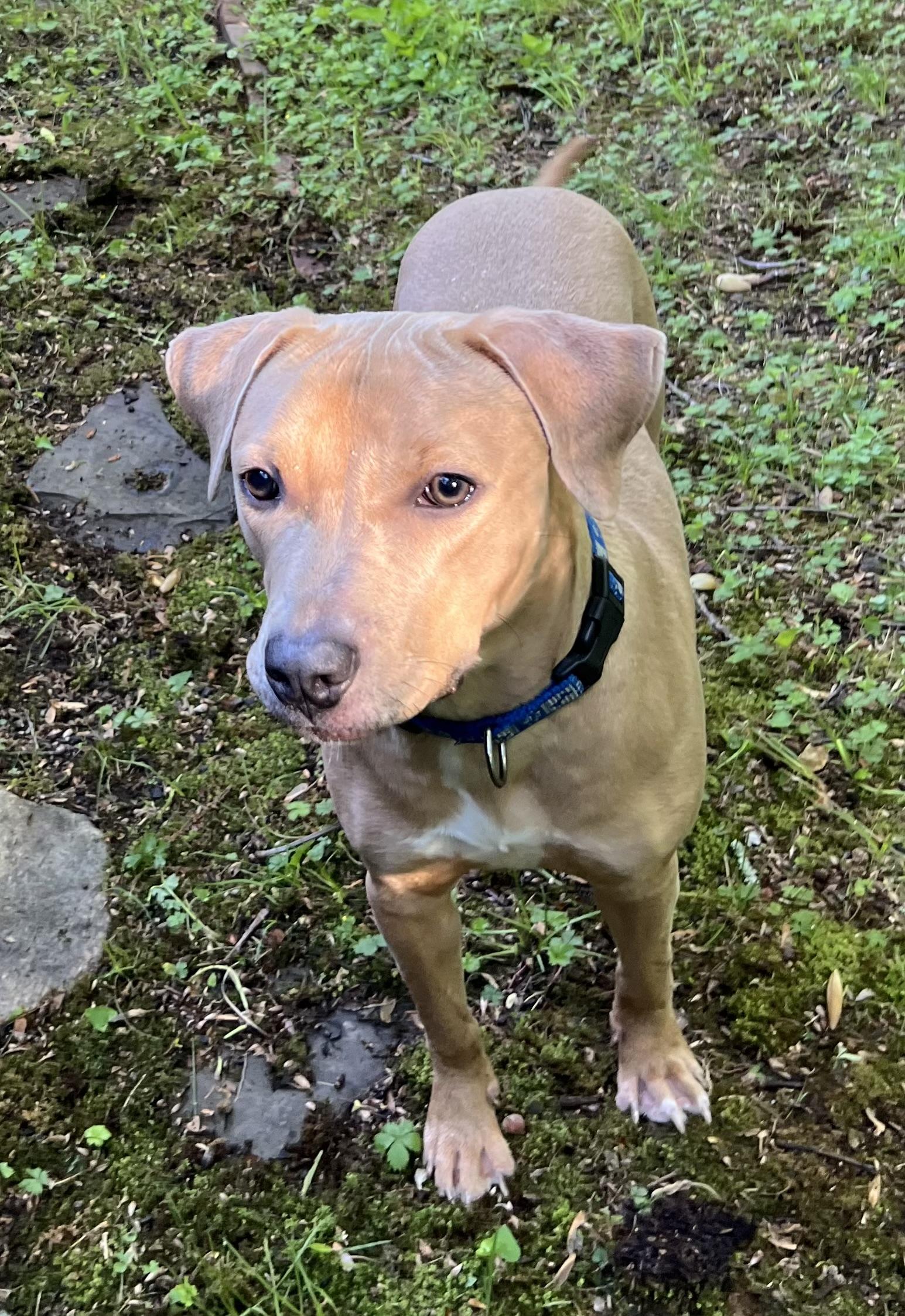 Enlarge Maggie, an adoptable Mixed Breed in Old Saybrook, CT image 5/6